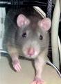 rat-0005.jpg