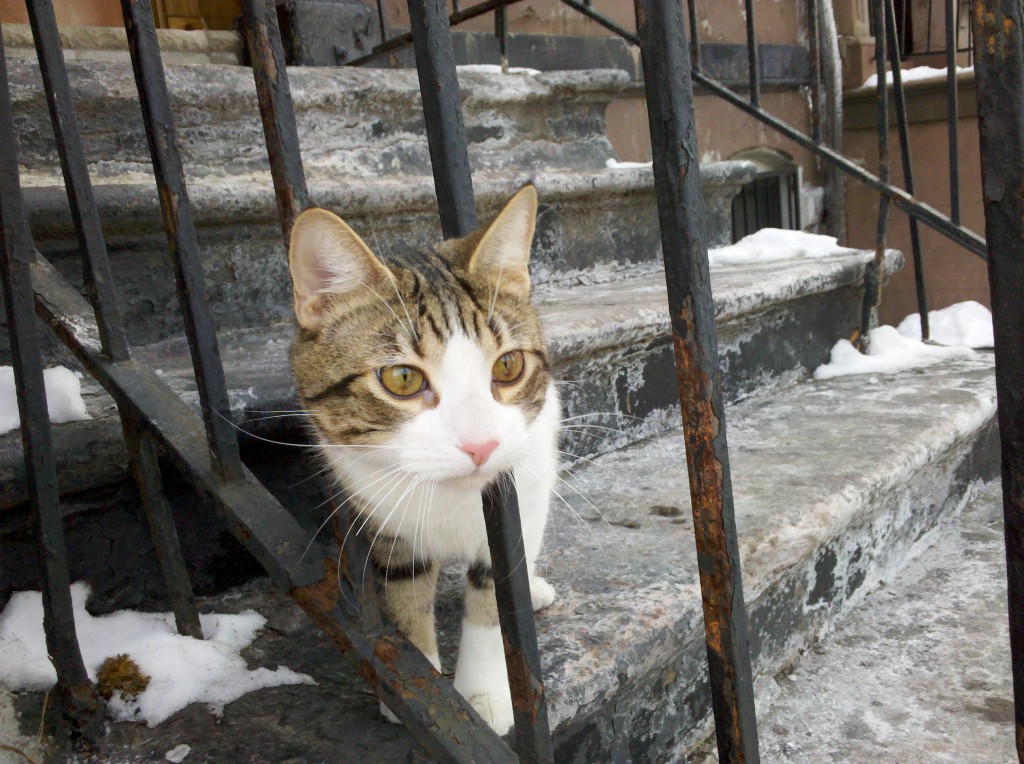 lostcat