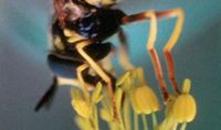 Ftppcworldcom_beejpg1